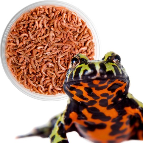 Terrario Repti Bites Gammarus 500ml - kiełż zdrojowy suszony Terrario Terrario Repti Bites Gammarus 500ml - kiełż zdrojowy suszony Terrario