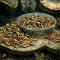 Terrario Repti Bites Mealworms 125ml - larwy mącznika suszone Terrario