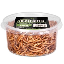 Terrario Repti Bites Mealworms 250ml - larwy mącznika suszone Terrario