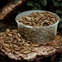 Terrario Repti Bites Mealworms 250ml - larwy mącznika suszone Terrario
