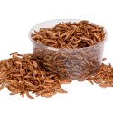 Terrario Repti Bites Mealworms 250ml - larwy mącznika suszone Terrario