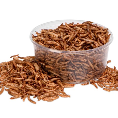 Terrario Repti Bites Mealworms 250ml - larwy mącznika suszone Terrario Terrario Repti Bites Mealworms 250ml - larwy mącznika suszone Terrario