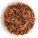 Terrario Repti Bites Mealworms 500ml - larwy mącznika suszone Terrario