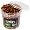Terrario Repti Bites Mealworms 500ml - larwy mącznika suszone Terrario