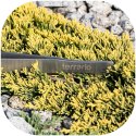Terrario ViperTweez Bent XL - pęseta zagięta 38cm Terrario