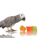 HappyPet Tweeter's Treats Fruity Jelly Pots 27 sztuk - mix smaków Happypet