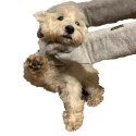 Groom Rub Down Mitts - rękawiczki do suszenia psa Happypet