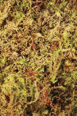 Komodo Habitat Moss 100g - mech torfowiec Komodo