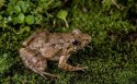 Komodo Habitat Moss 100g - mech torfowiec Komodo