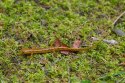Komodo Habitat Moss 100g - mech torfowiec Komodo