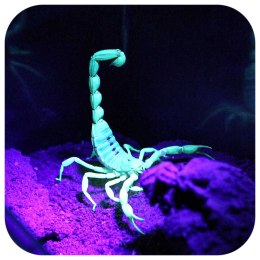 Repti-Zoo Mini UV LED 6W - Lampa LED fioletowa UV dla skorpionów Repti-Zoo