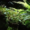 Wacool Rainforest Plant Cotton 290x290mm - hydrolon WaCool