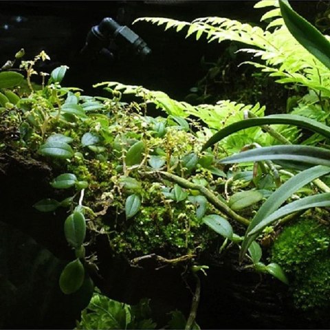 Wacool Rainforest Plant Cotton 290x290mm - hydrolon WaCool Wacool Rainforest Plant Cotton 290x290mm - hydrolon WaCool