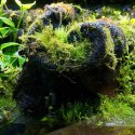 Wacool Rainforest Plant Cotton 290x290mm - hydrolon WaCool