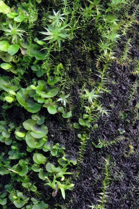 Wacool Rainforest Plant Cotton 290x290mm - hydrolon WaCool Wacool Rainforest Plant Cotton 290x290mm - hydrolon WaCool