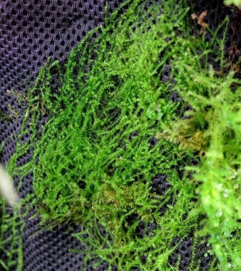 Wacool Rainforest Plant Cotton 290x290mm - hydrolon WaCool Wacool Rainforest Plant Cotton 290x290mm - hydrolon WaCool