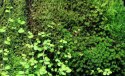 Wacool Rainforest Plant Cotton 290x290mm - hydrolon WaCool