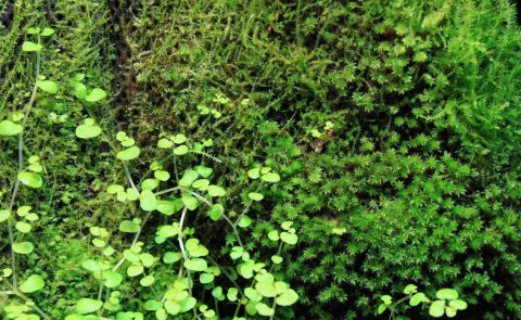 Wacool Rainforest Plant Cotton 290x290mm - hydrolon WaCool Wacool Rainforest Plant Cotton 290x290mm - hydrolon WaCool