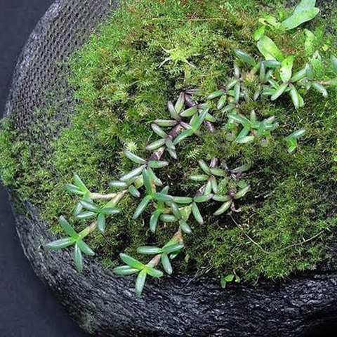 Wacool Rainforest Plant Cotton 290x290mm - hydrolon WaCool Wacool Rainforest Plant Cotton 290x290mm - hydrolon WaCool