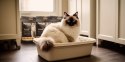 Catario Purrfully Premium - żwirek silikonowy dla kota 3,8L Catario