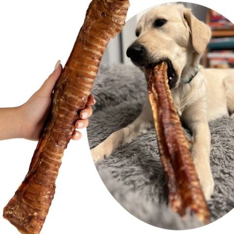 Dogario Bonni Beef Throat XXL - chrupki gryzak 40cm - 50cm Dogario Dogario Bonni Beef Throat XXL - chrupki gryzak 40cm - 50cm Dogario