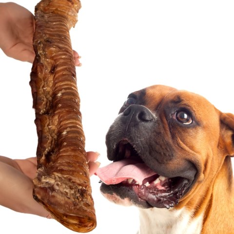 Dogario Bonni Beef Throat XXL - chrupki gryzak 40cm - 50cm Dogario Dogario Bonni Beef Throat XXL - chrupki gryzak 40cm - 50cm Dogario