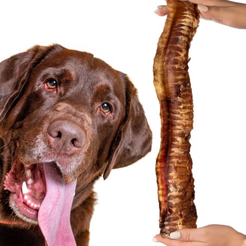 Dogario Bonni Beef Throat XXL - chrupki gryzak 40cm - 50cm Dogario Dogario Bonni Beef Throat XXL - chrupki gryzak 40cm - 50cm Dogario