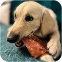 Dogario Bonni Pig's Ear L - duże wieprzowe ucho gryzak dla psa Dogario
