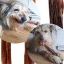 Dogario Bonni Sausage Natural - kiełbaska naturalna twarda Dogario