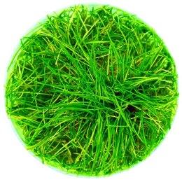 Eco Plant - Eleocharis Parvula - InVitro mały kubek Eco Plant