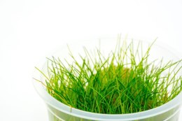 Eco Plant - Eleocharis Parvula - InVitro mały kubek Eco Plant