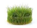 Eco Plant - Eleocharis Parvula - InVitro mały kubek Eco Plant Eco Plant - Eleocharis Parvula - InVitro mały kubek Eco Plant