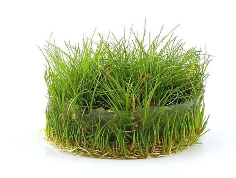 Eco Plant - Eleocharis Parvula - InVitro mały kubek Eco Plant Eco Plant - Eleocharis Parvula - InVitro mały kubek Eco Plant