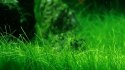 Eco Plant - Eleocharis Parvula - InVitro mały kubek Eco Plant Eco Plant - Eleocharis Parvula - InVitro mały kubek Eco Plant