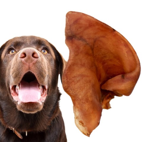 Dogario Bonni Pig's Ear L - duże wieprzowe ucho gryzak dla psa x10 Dogario Dogario Bonni Pig's Ear L - duże wieprzowe ucho gryzak dla psa x10 Dogario