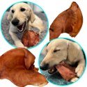 Dogario Bonni Pig's Ear L - duże wieprzowe ucho oferta hurtowa x50 Dogario