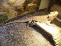 EXO TERRA Intense Basking Spot 25W (żarówka grzewcza) Exo terra EXO TERRA Intense Basking Spot 25W (żarówka grzewcza) Exo terra