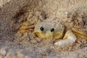 EXO TERRA Riverbed Sand - piasek rzeczny Exo terra EXO TERRA Riverbed Sand - piasek rzeczny Exo terra