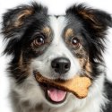 Furrever Friends Hard Cookie - ciasteczka dla psów 5 sztuk Furrever Friends