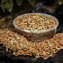 Terrario Repti Bites Gammarus 125ml - kiełż zdrojowy suszony Terrario Terrario Repti Bites Gammarus 125ml - kiełż zdrojowy suszony Terrario